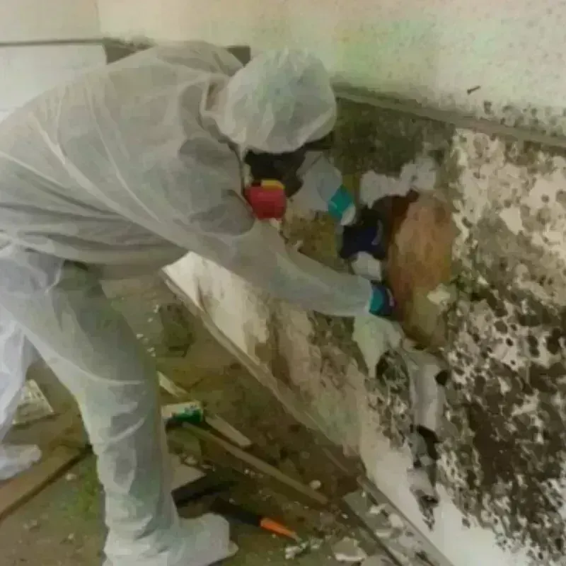 Mold Remediation and Removal in Taos, NM